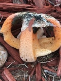Clathrus columnatus image