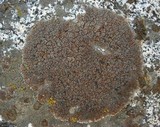 Lecidea atrobrunnea image