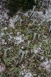 Cladonia pyxidata image