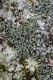 Cladonia petrophila image