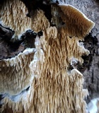 Irpex lacteus image