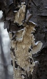 Irpex lacteus image
