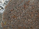 Lecidea atrobrunnea image