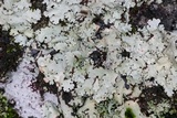 Flavoparmelia baltimorensis image