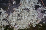Flavoparmelia baltimorensis image
