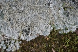 Pyxine sorediata image