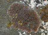 Lecidea atrobrunnea image