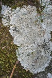 Pyxine sorediata image