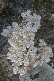 Parmotrema tinctorum image
