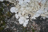 Parmotrema tinctorum image