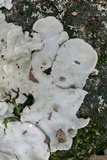 Parmotrema tinctorum image