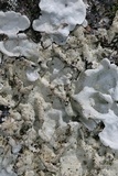 Parmotrema tinctorum image