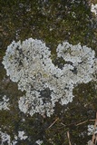 Pyxine sorediata image