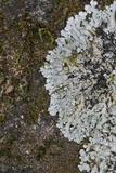 Pyxine sorediata image