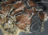Lecidea atrobrunnea image