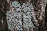 Physcia atrostriata image