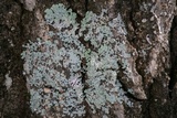 Physcia atrostriata image