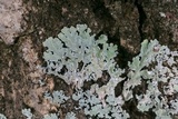 Physcia atrostriata image