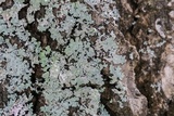 Physcia atrostriata image
