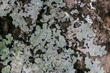 Physcia atrostriata image