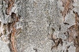 Leiorreuma sericeum image