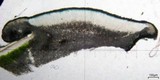 Lecidea atrobrunnea image