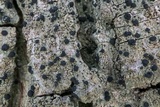 Bacidia schweinitzii image