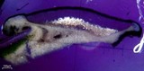 Lecidea atrobrunnea image