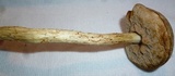 Leccinum holopus image