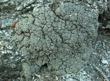 Trapeliopsis steppica image