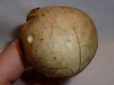 Leccinum holopus image
