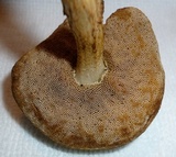 Leccinum holopus image
