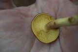Tricholomopsis rutilans image