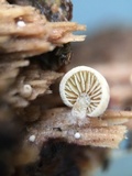 Simocybe haustellaris image