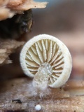 Simocybe haustellaris image