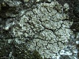 Trapeliopsis glaucopholis image