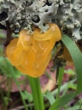 Naematelia aurantia image