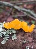 Naematelia aurantia image
