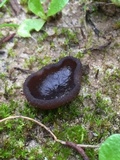 Plicaria endocarpoides image