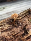 Flammulaster muricatus image