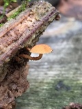 Flammulaster muricatus image