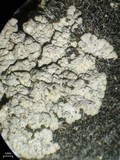 Trapeliopsis glaucopholis image