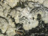 Trapeliopsis glaucopholis image