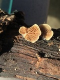 Simocybe haustellaris image