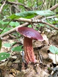 Butyriboletus frostii image