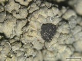 Trapeliopsis glaucopholis image