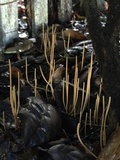 Macrotyphula juncea image
