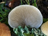 Crepidotus mollis image