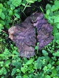 Calvatia cyathiformis image