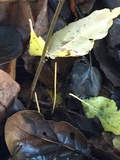 Macrotyphula juncea image